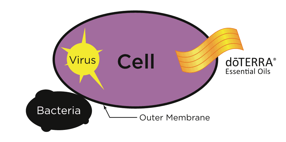 doterra-essential-oils-penetrate-cell-membranes doterra-essential-oils-penetrate-cell-membranes